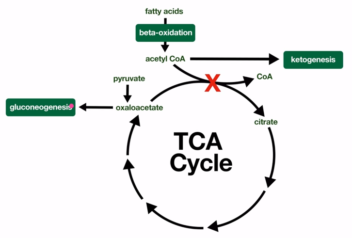 Цитратный цикл. Цитратный цикл биохимия. Пируват цитратный цикл. Регуляторные ферменты цитратного цикла.