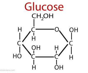 Откуда в кетозе глюкоза?